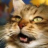 13 kitti