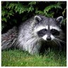 Lunar raccoon